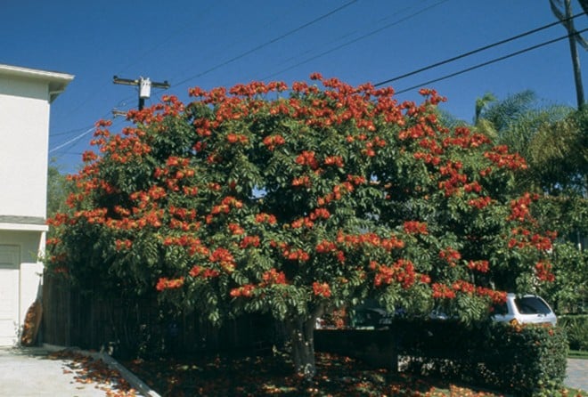Pohon Spathodea