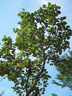 Pohon Waru
