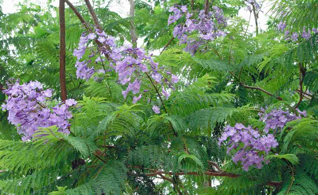 Pohon Jacaranda