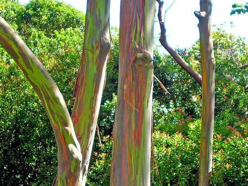 Pohon Pelangi