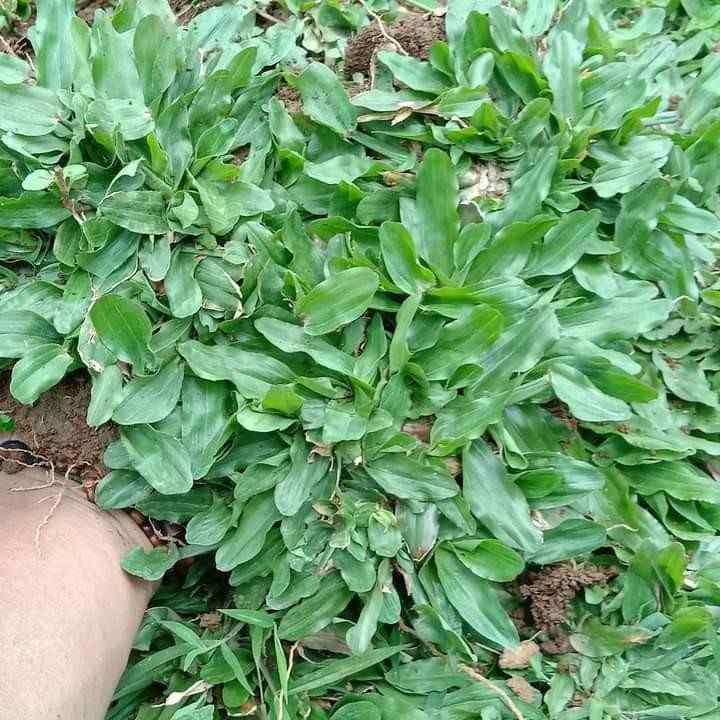 Rumput Gajah Mini