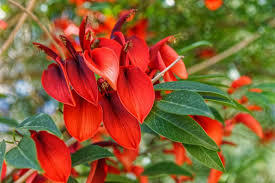 bunga dadap merah