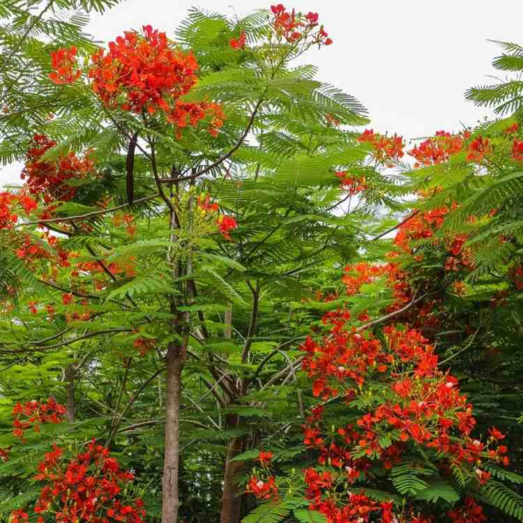 delonix regia flame tree or royal poinciana 2021798 1