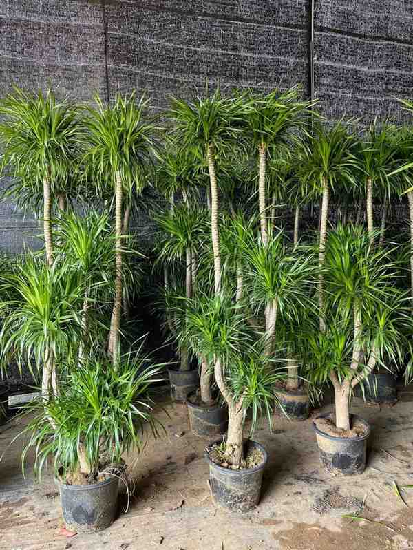 Dracaena