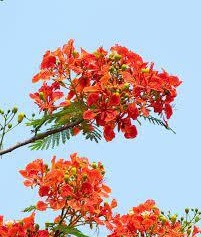 images 1