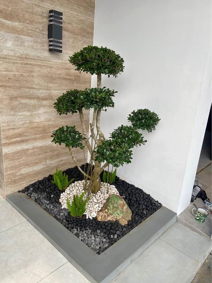 Bonsai dolar sebagai focal point taman rumah dan area komersial