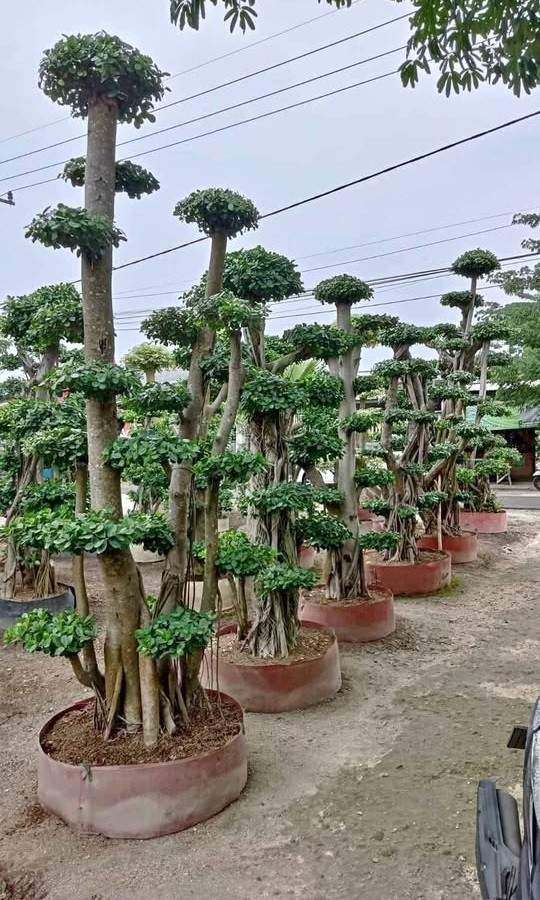 Jual Pohon Bonsai Dolar Taman Ukuran Besar