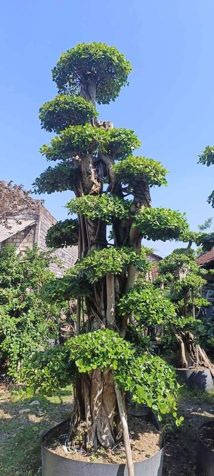 Bibit Pohon Bonsai Dolar