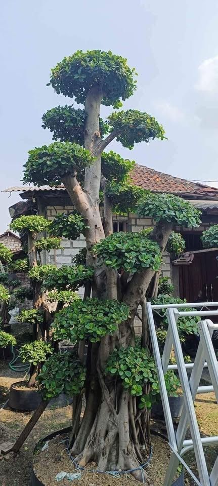Bonsai Dolar Taman Koleksi