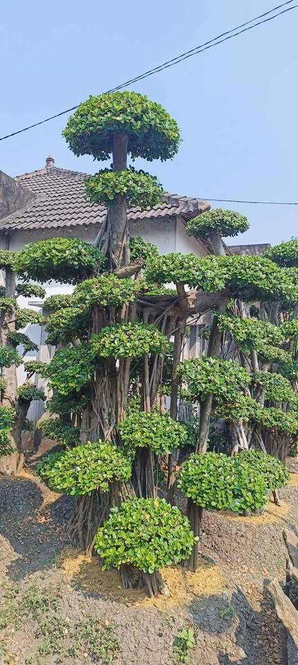 Bonsai Dolar Mini Mame