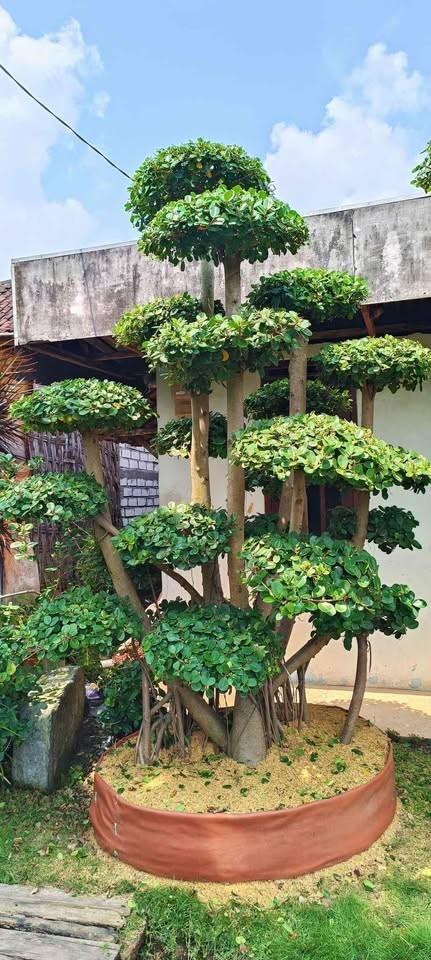 jual bonsai dolar hias cantik 14
