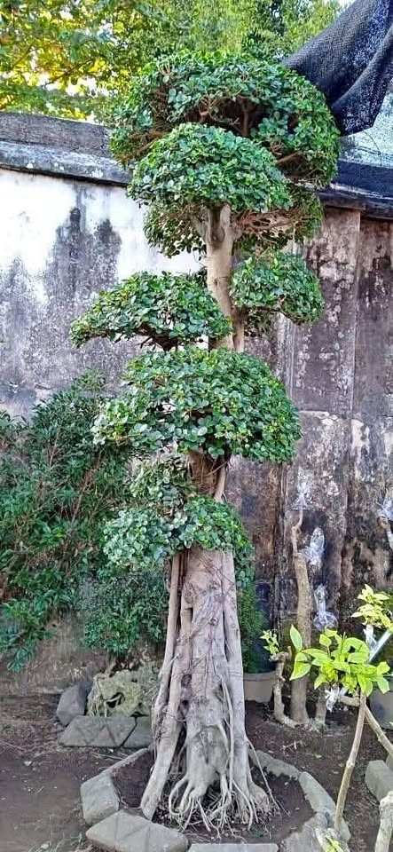 Detail daun kecil dan batang pohon bonsai dolar