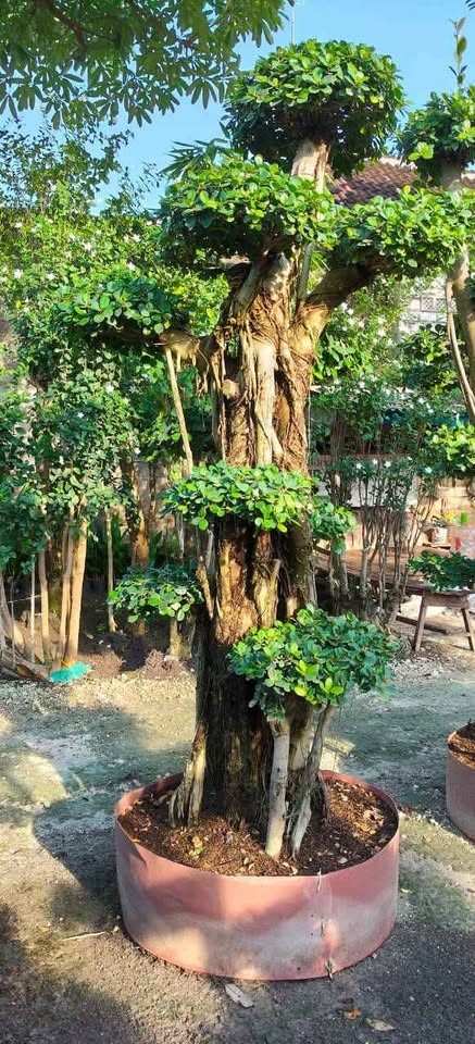 Bonsai dolar ukuran besar siap taman