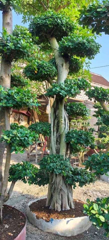 Pohon bonsai dolar rimbun dan sehat