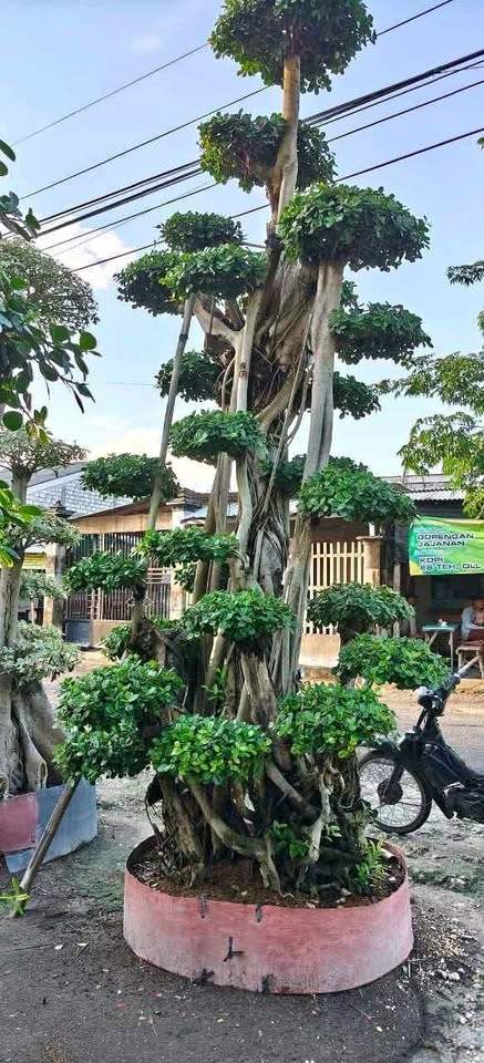 Bonsai Dolar Taman Fosil