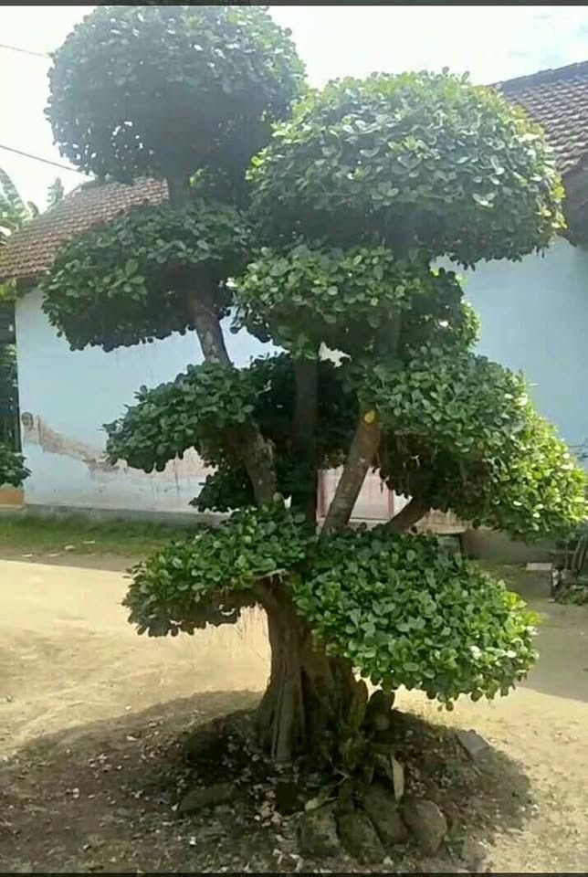 jual bonsai dolar hias cantik 6