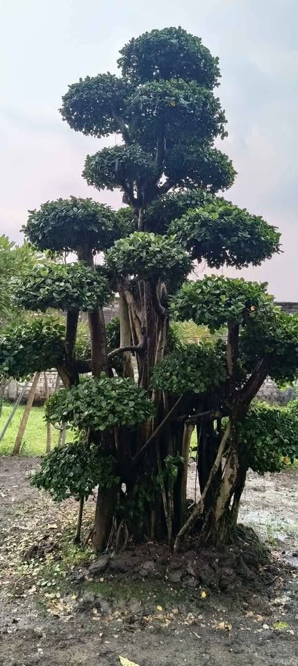 Bonsai Dolar Jadi Ukuran Medium