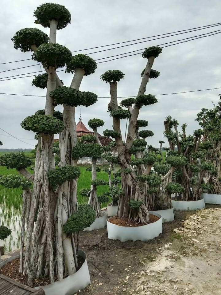 Bonsai Dolar Small