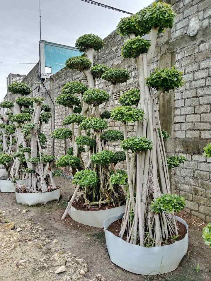 Bahan Prospek Bonsai Dolar