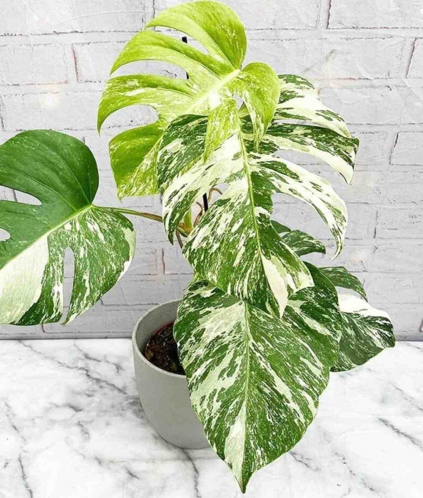 jual monstera albo variegated langka cantik 1