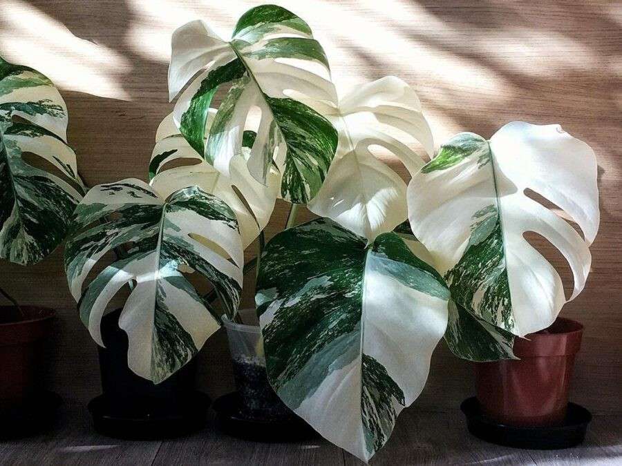 jual monstera albo variegated langka cantik 1