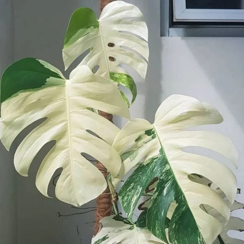 Jual Monstera Albo Variegata berbagai ukuran