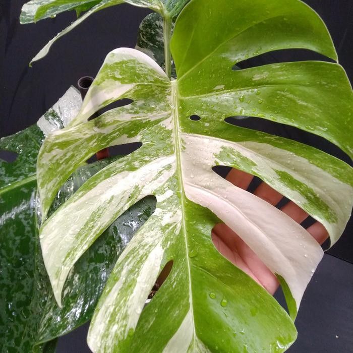 jual monstera albo variegated langka cantik 2