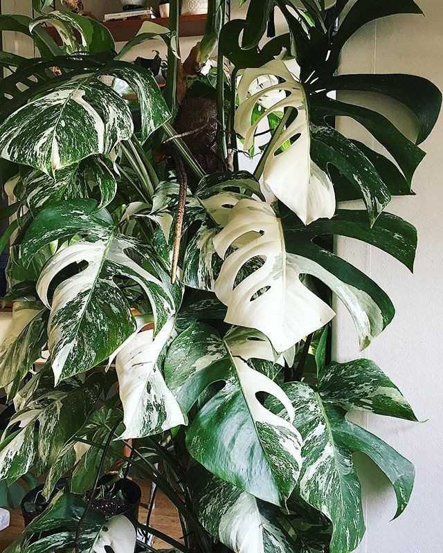 jual monstera albo variegated langka cantik 2