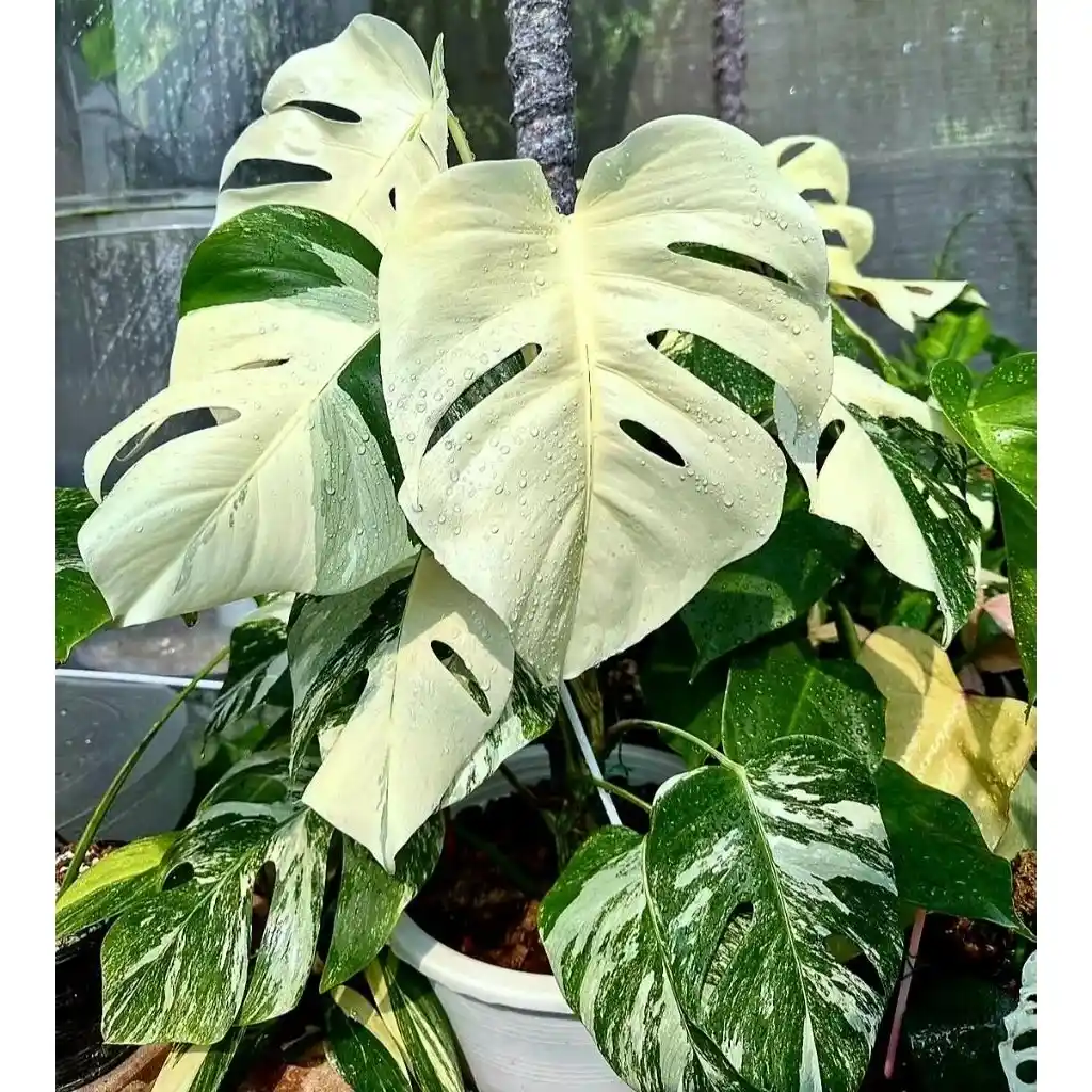 Detail daun Monstera Albo Variegata