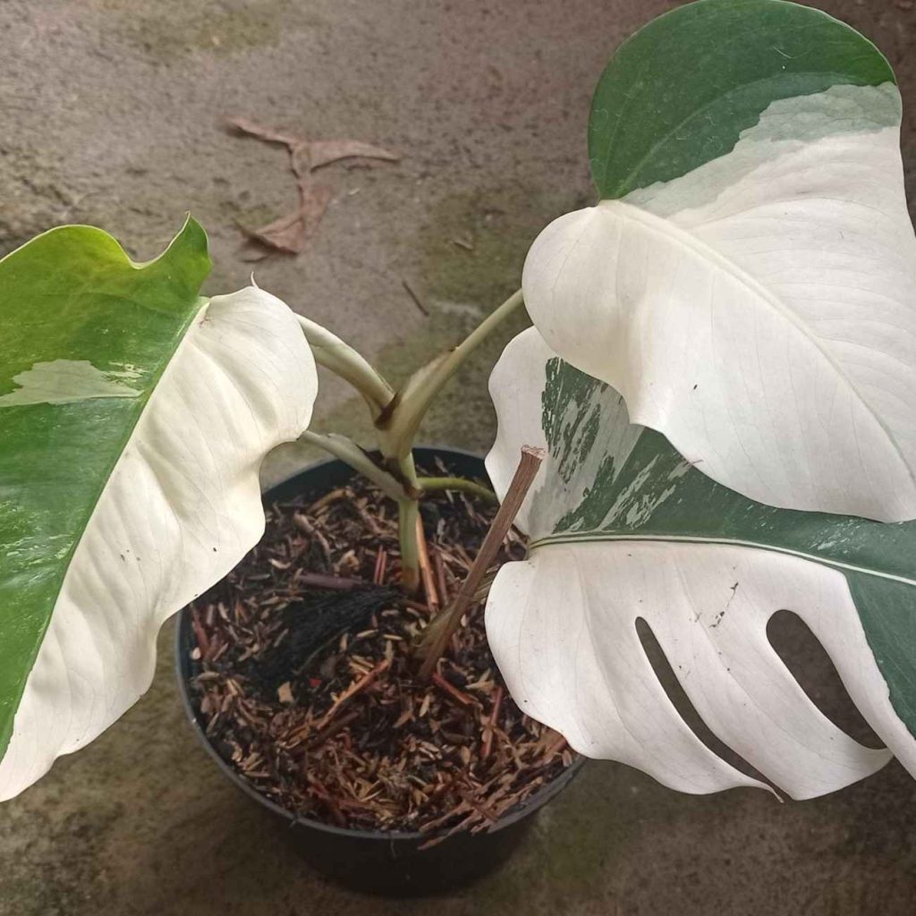 jual monstera albo variegated langka cantik 3