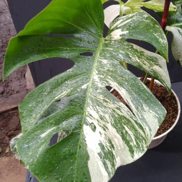 Monstera Albo Variegata sehat dan variegasi jelas