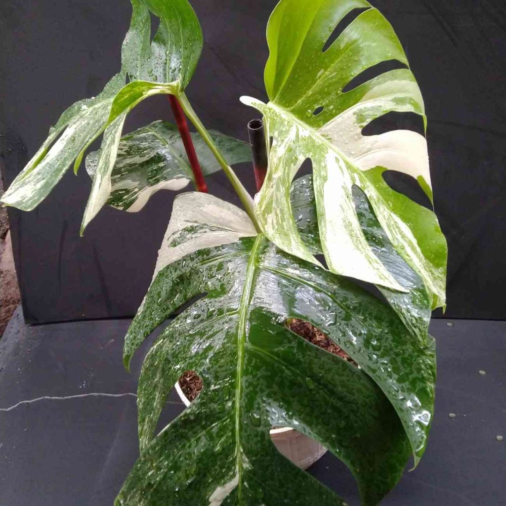 Jual Monstera Albo Variegata