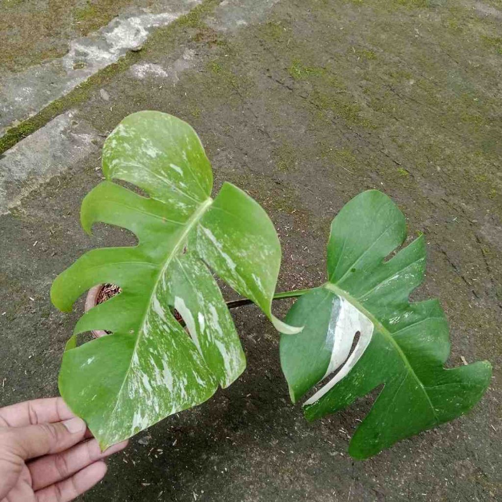 monstera albo variegata besar