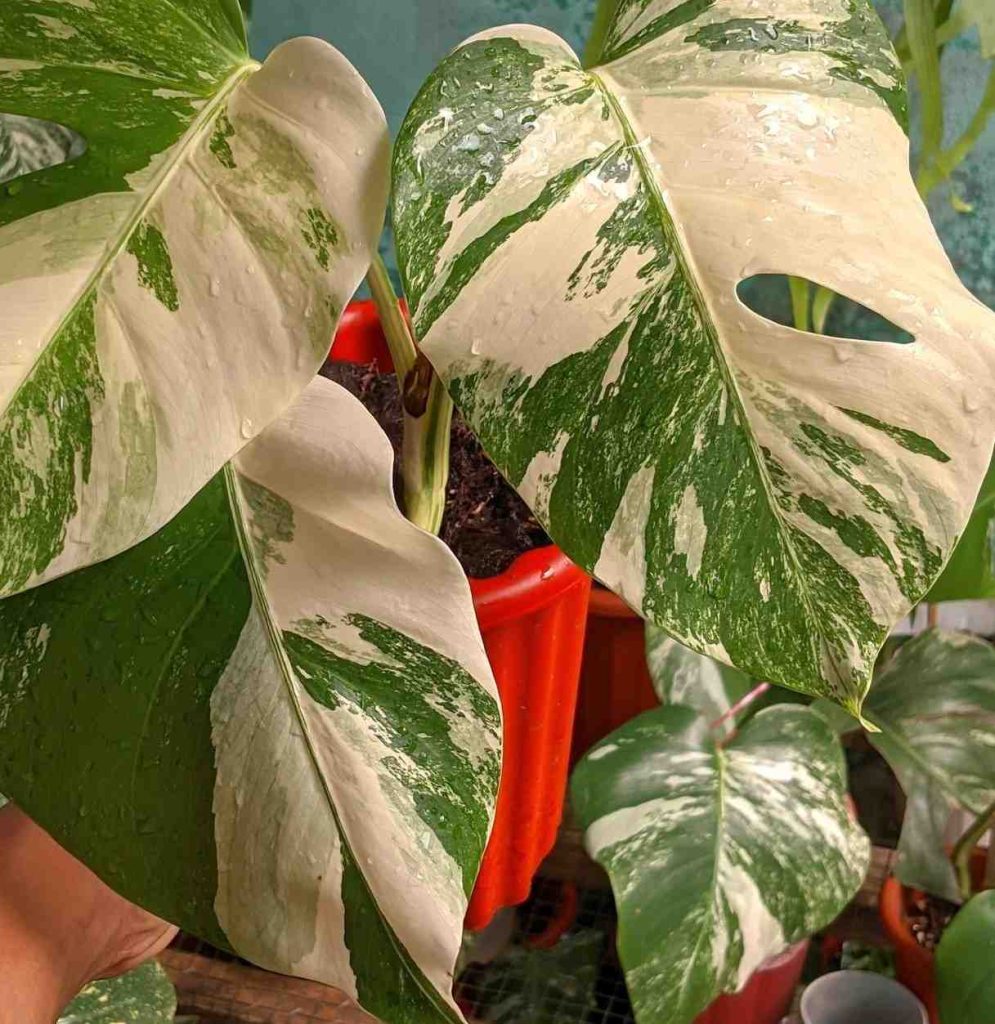 monstera albo variegata sedang