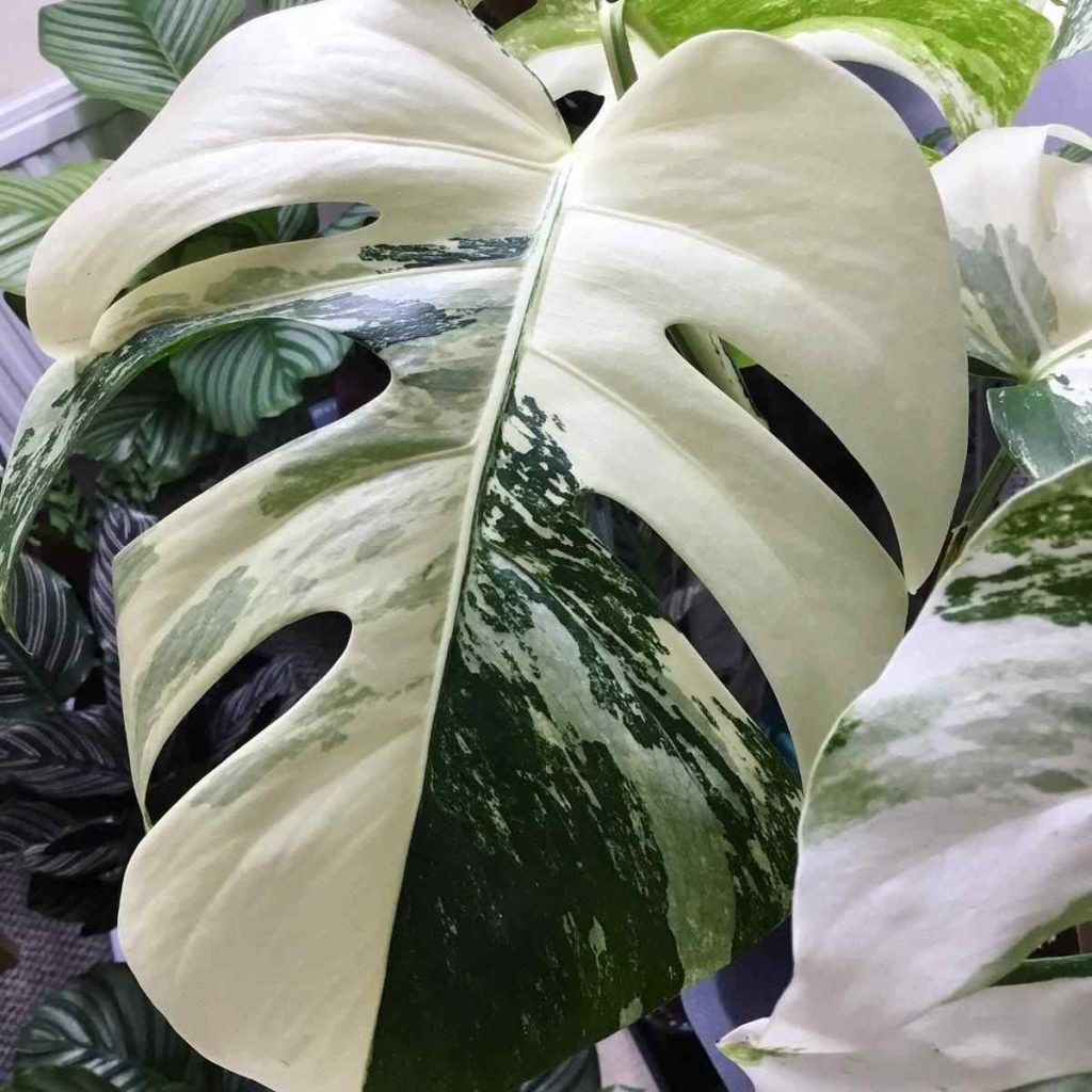 monstera albo variegata kecil