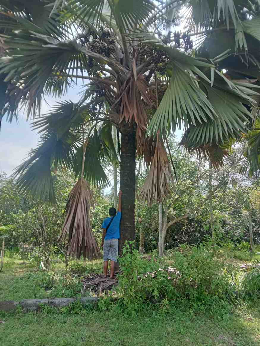 Jual Pohon Palem Bismarkia Hijau Besar Siap Tanam