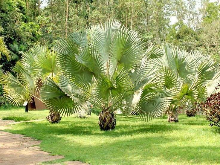 Palem Bismarkia Hijau Ukuran Sedang