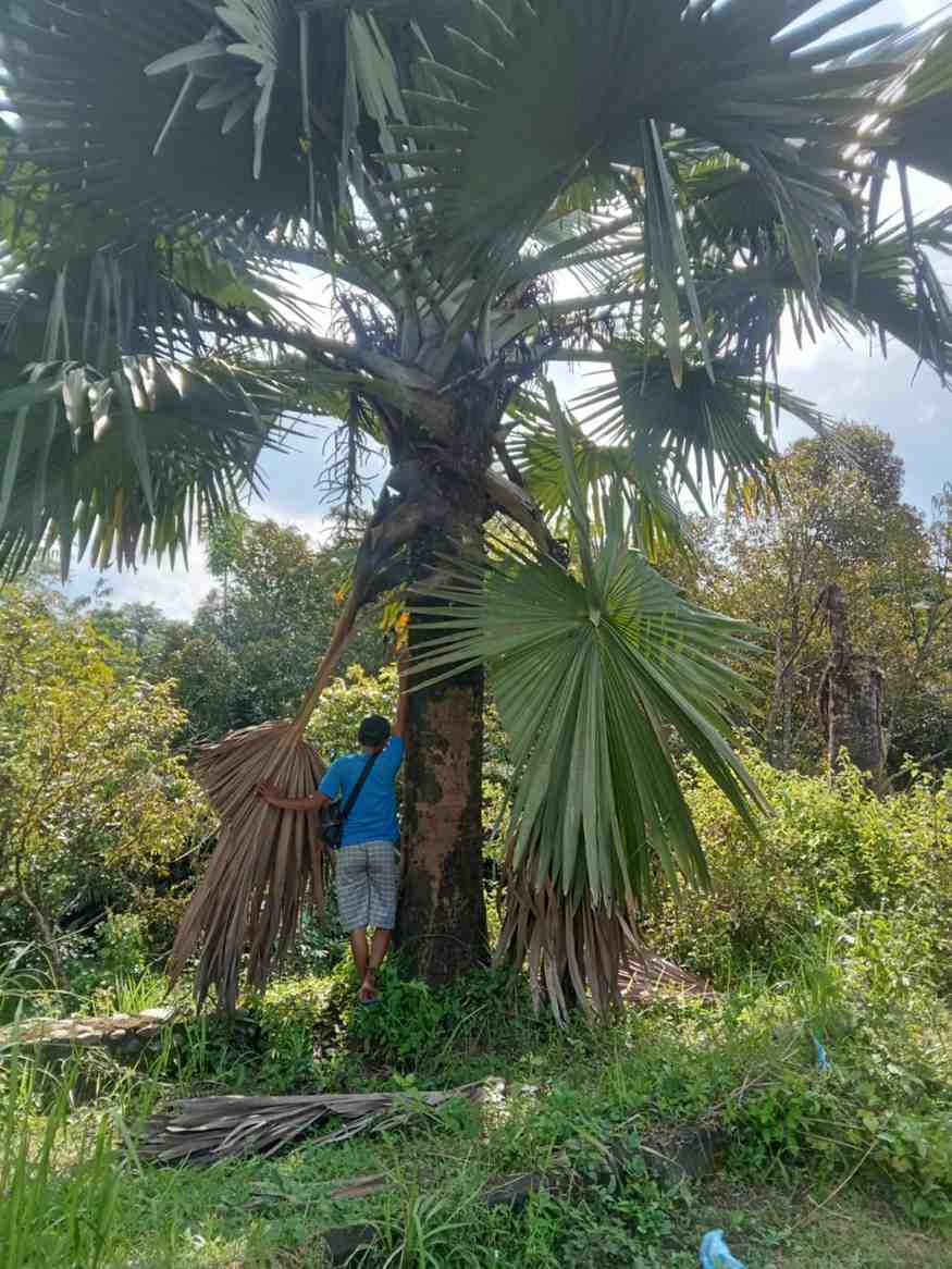 Palem Bismarkia Hijau Jumbo