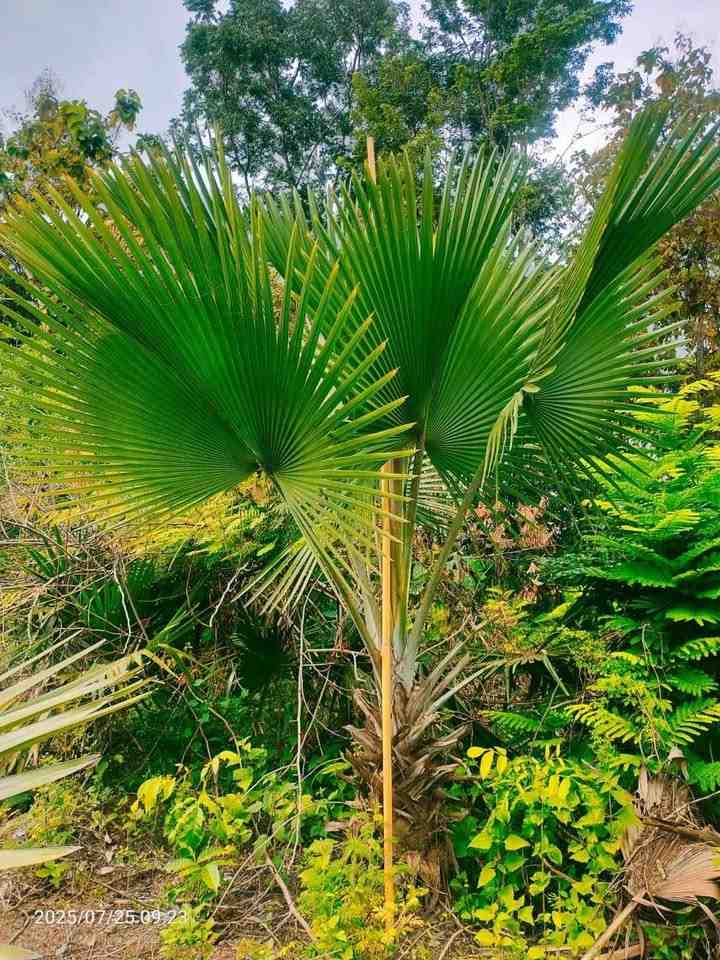Palem Bismarkia Hijau 1 Meter