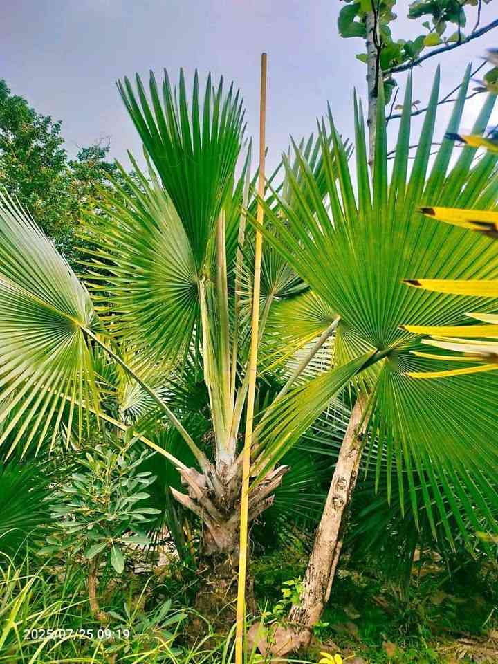 Palem Bismarkia Hijau 2-3 Meter