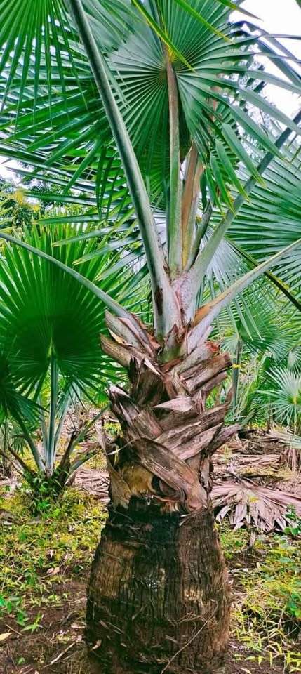 Bibit Palem Bismarkia Hijau