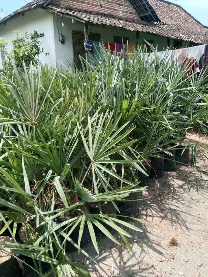 Bibit Palem Bismarkia Hijau