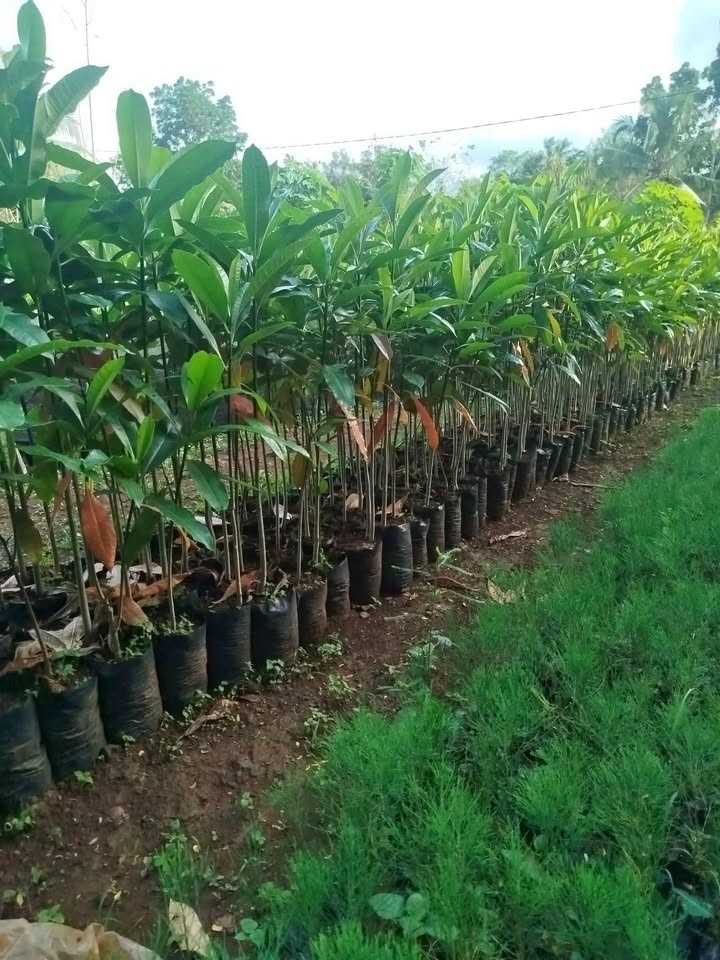 jual pohon bintaro peneduh penghijauan 4