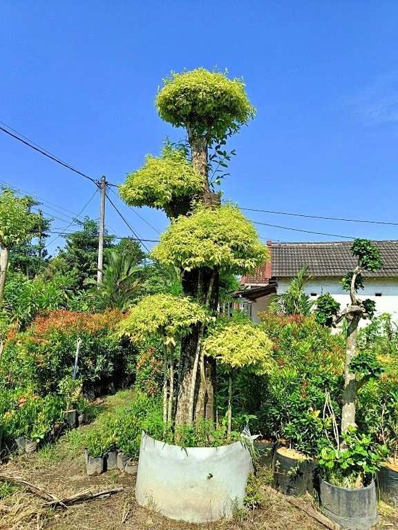 jual pohon bonsai anting putri besar 10