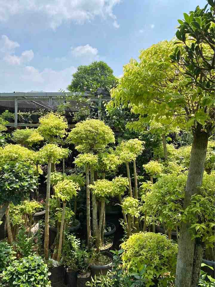 jual pohon bonsai anting putri besar 11
