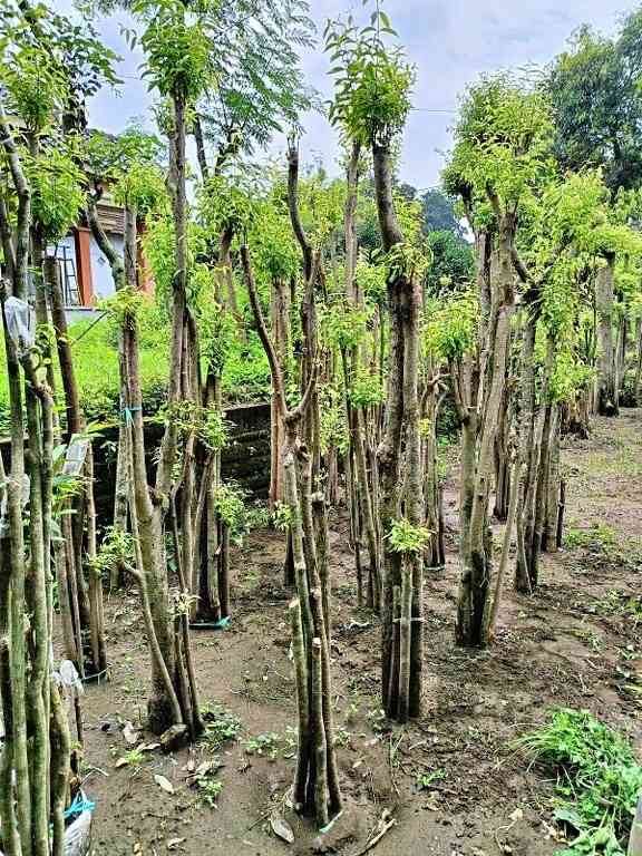 Bahan Prospek Bonsai Anting Putri