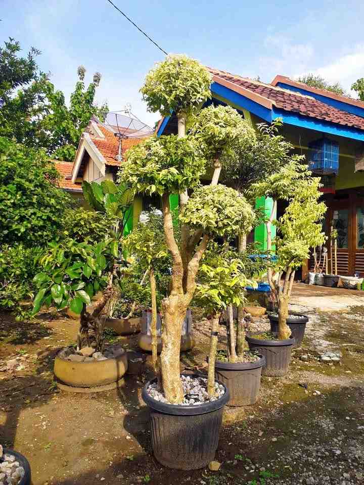 jual pohon bonsai anting putri besar 14