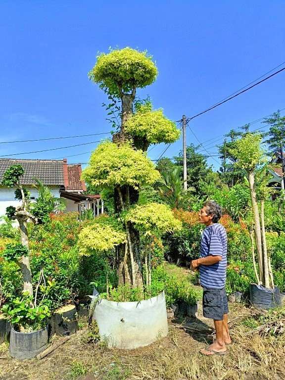 jual pohon bonsai anting putri besar 15