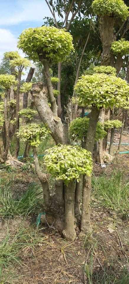 Bahan Prospek Bonsai Anting Putri