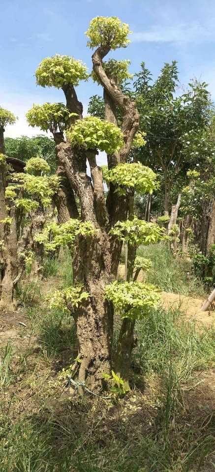 Bonsai Mame Anting Putri
